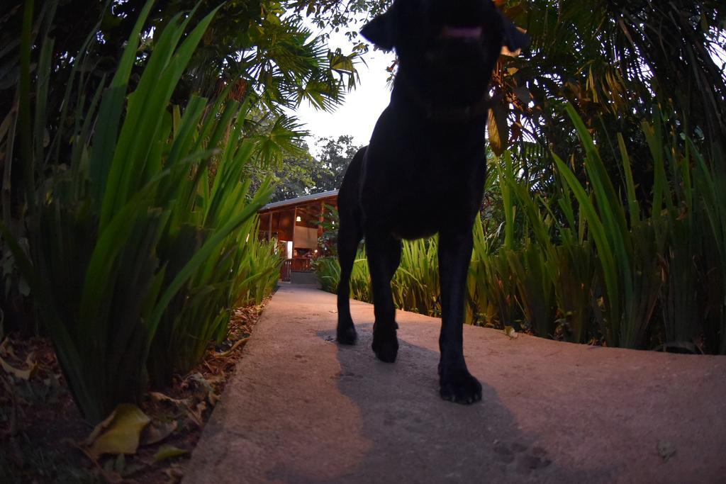 Finca Verde Lodge Bujagua Buitenkant foto