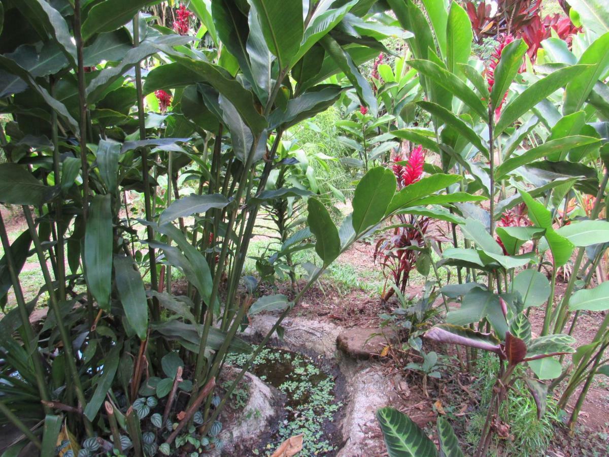 Finca Verde Lodge Bujagua Buitenkant foto